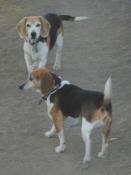 Buddy & Jake
