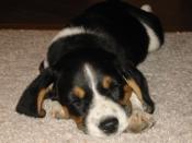 Sleeping Puppy