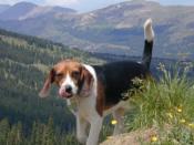 Charlie