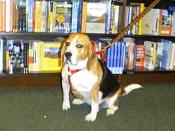 Beagle